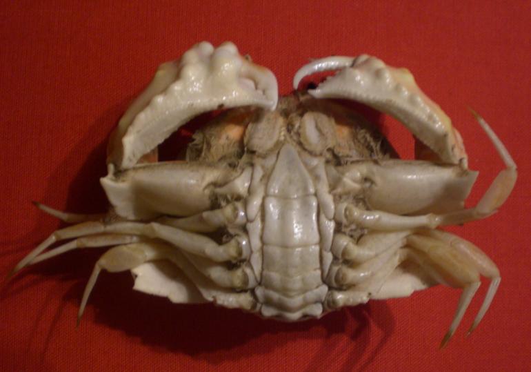 calappa clypeata T.F.C. ventral view.bmp